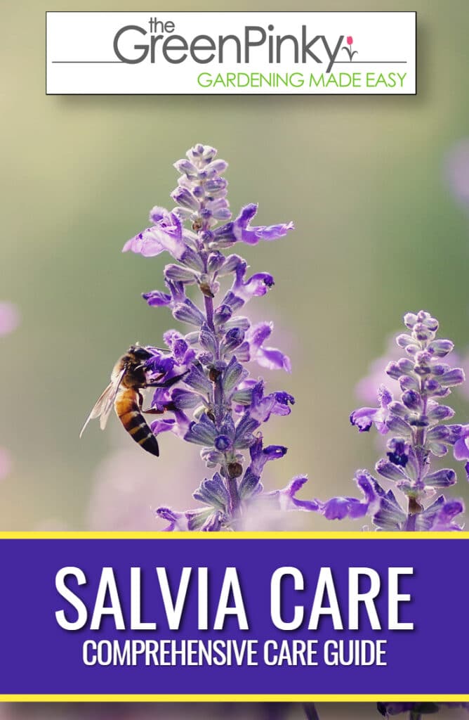 Beautiful salvia due to proper care guide.