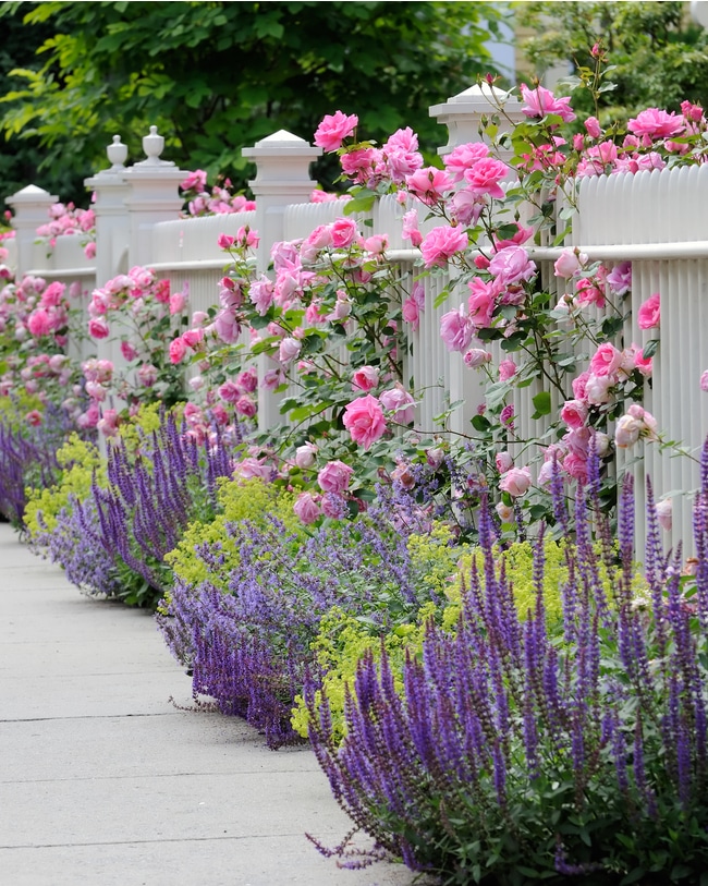 Salvia flowers pair well with many plants and flowers in the garden.