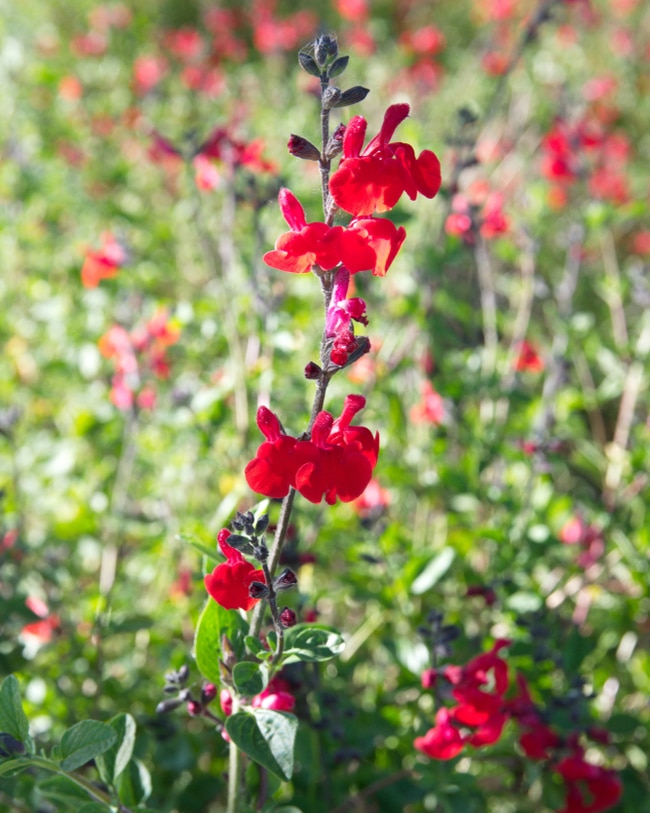 Salvia microphylla is known for its red flowers