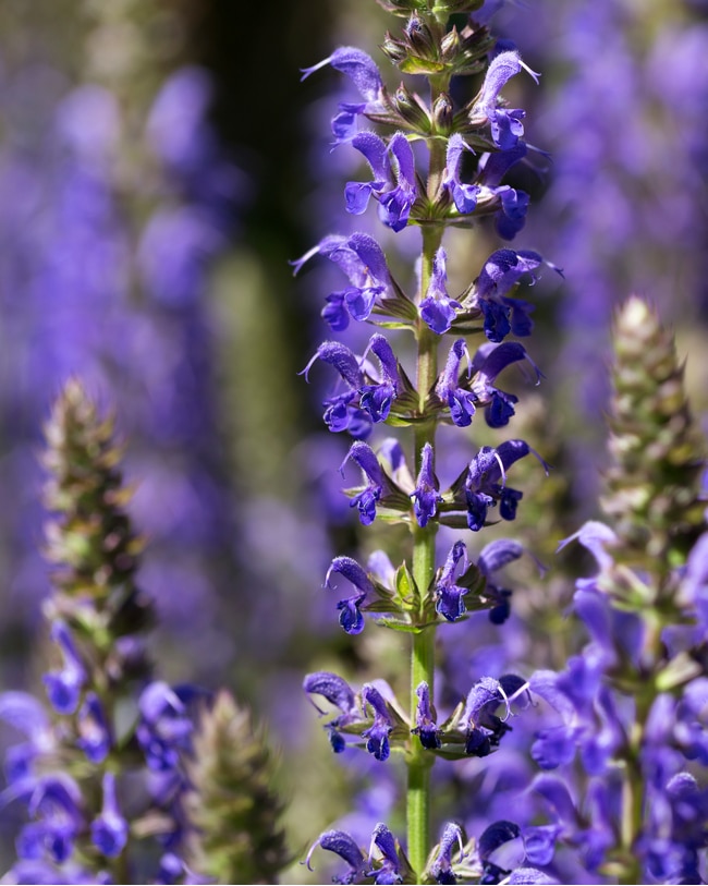Salvia nemorosa is a salvia variety