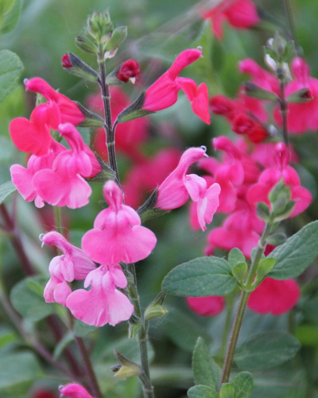 Red salvias growing tall from proper care.