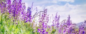 Proper Salvia Care (Complete Guide)