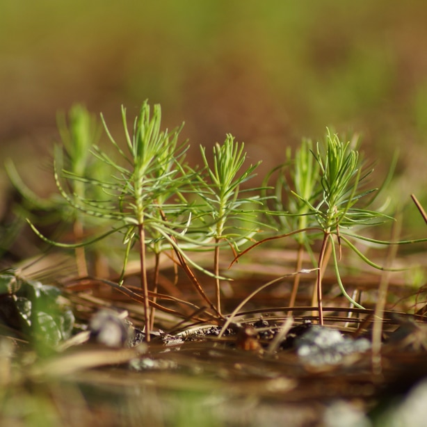 Seedlings and saplings will need more waterings