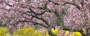 Saucer magnolia in full bloom with its pink flowers
