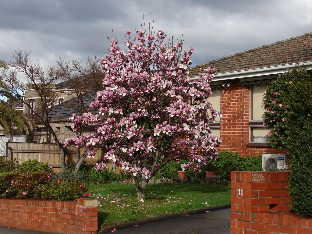 Saucer Magnolia Tree A Complete Guide