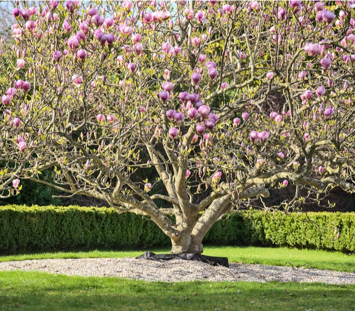 A saucer magnolia in the frontyard of a house acting as a focal point for the landscape.