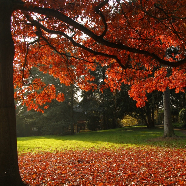 Scarlet oak tree is one of the many different types of oak trees