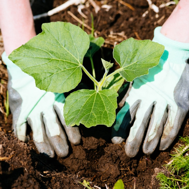 Seeds should be sowed roughly 3 inches apart so seedling are given enough space to grow.