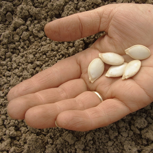 Seeds into mound Plant seeds into mounds with 4-5 seeds per mound