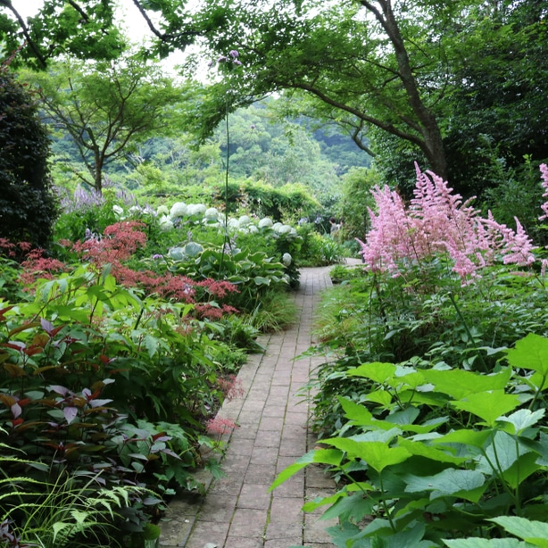 Shadowed pathway shadowed pathway makes the perfect area for a garden