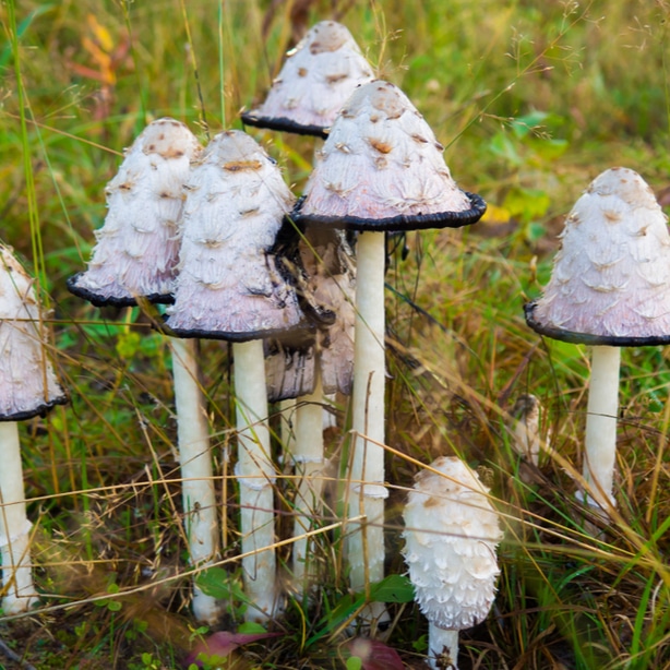 Shaggy ink cap is edible before they turn black