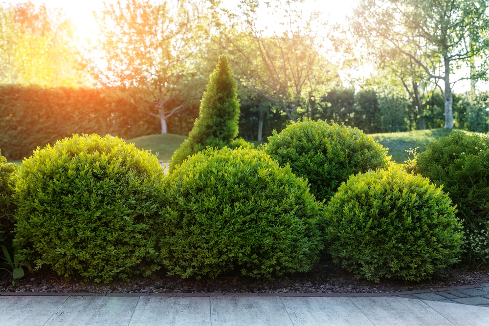 Shrubs in the landscape add a beautiful variety and touch.