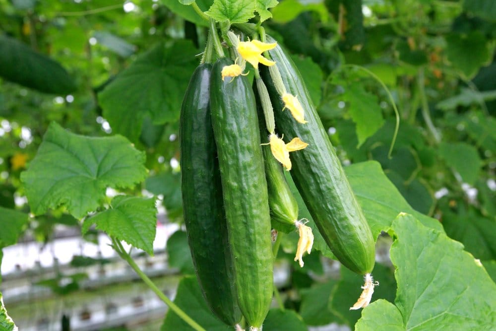 A group of long cucumbers that are hanging on the vine