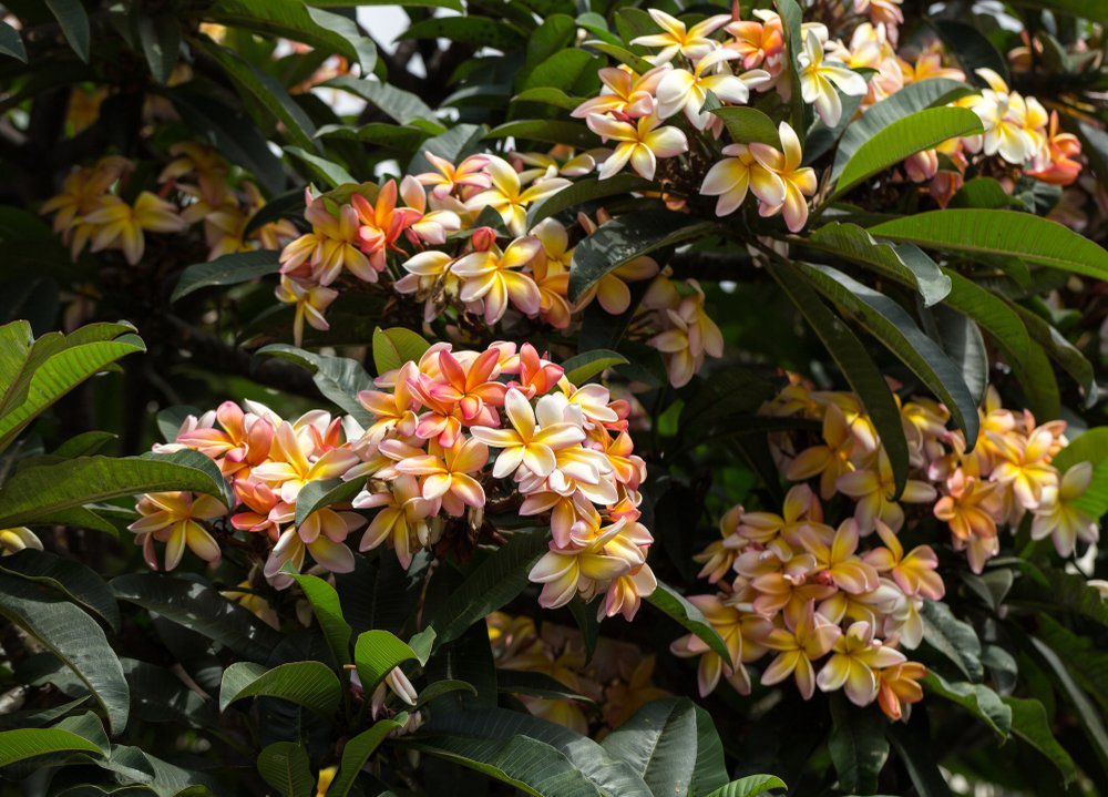 Rubra flowers in full bloom