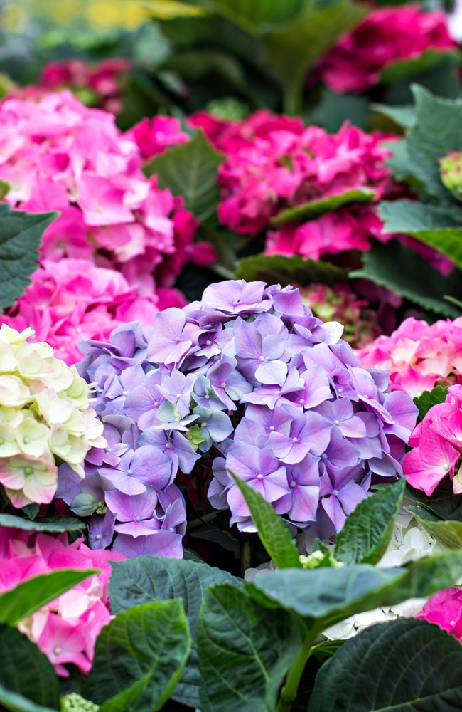 Best fertilizer Purple, yellow, and pink hydrangeas that have received proper nutrients.