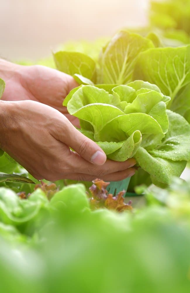 Someone harvesting fresh lettuce.