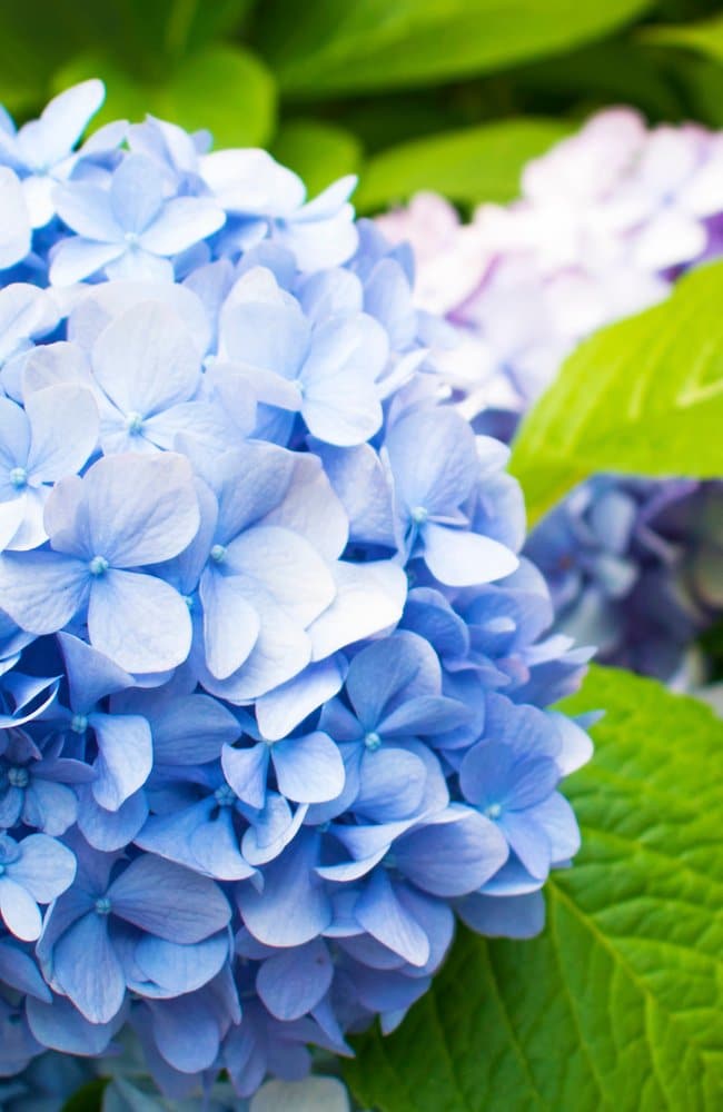 Blue hydrangeas Food Best fertilizers will produce full looking and beautiful blue hydrangeas as seen here. In the background are purple hydrangeas