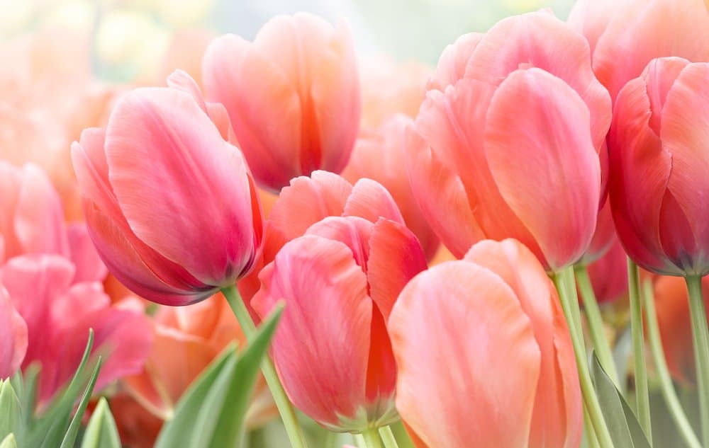 Pink flowers which mean friendship, happiness, and confidence.