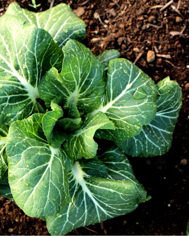 Fertilizing Collard Greens: What You Need to Know