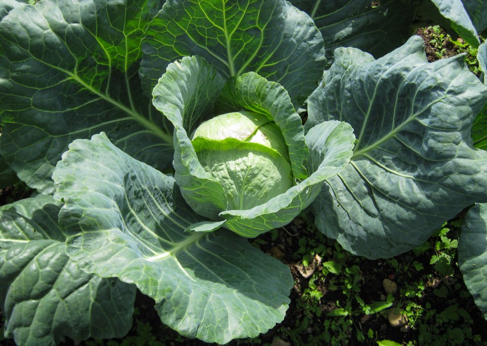 Lettuce Cabbage that is ready to be harvested