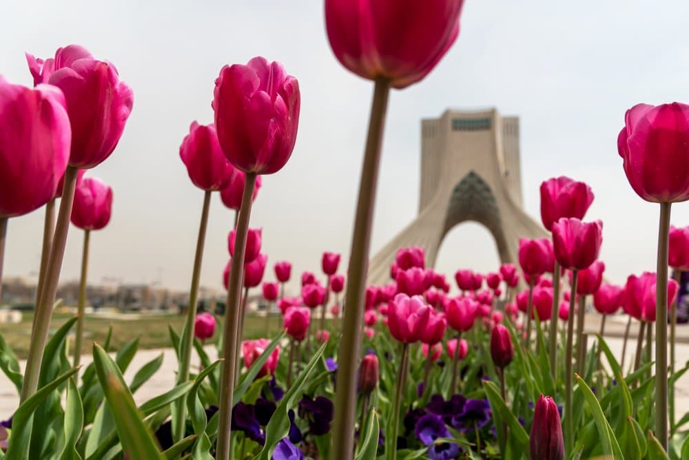 Pink tulips in front of an ancient structure