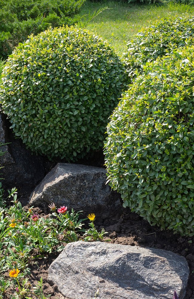 Boxwood nutrients Three boxwood next to some rocks in a yard