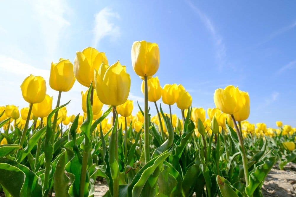 Yellow tulips that are in a field with a blue sky backdrop.