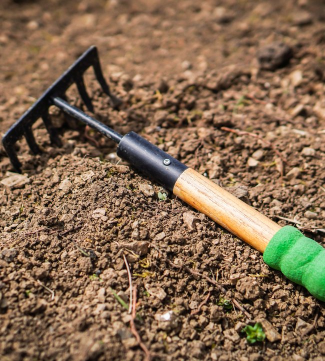 A rake sitting in soil