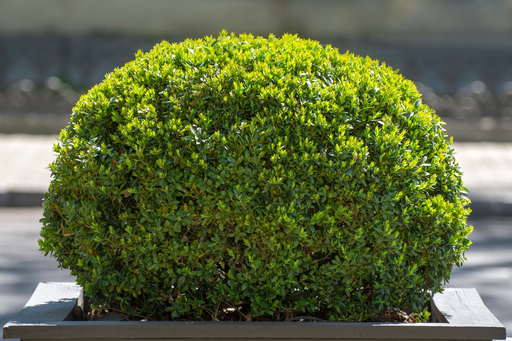 Shaped bush that is clearly well cared for with proper sun