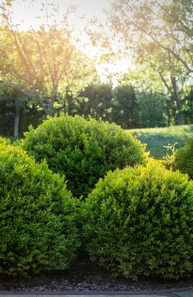 Fertilizer nutrients Three boxwoods are nice and round