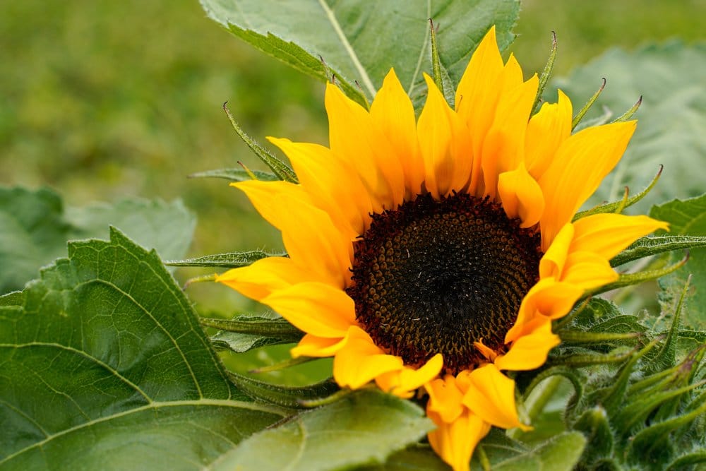 Sunflower A yellow sunflower sits in focus with its green leaves in the background