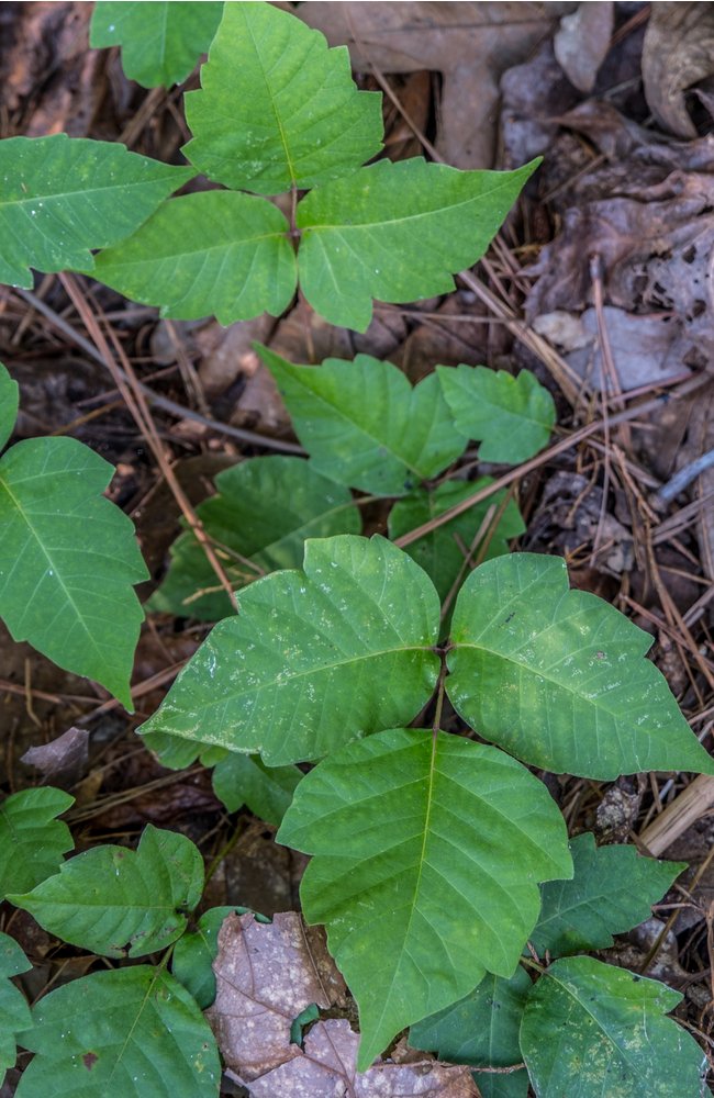 poison ivy plant that needs to be removed
