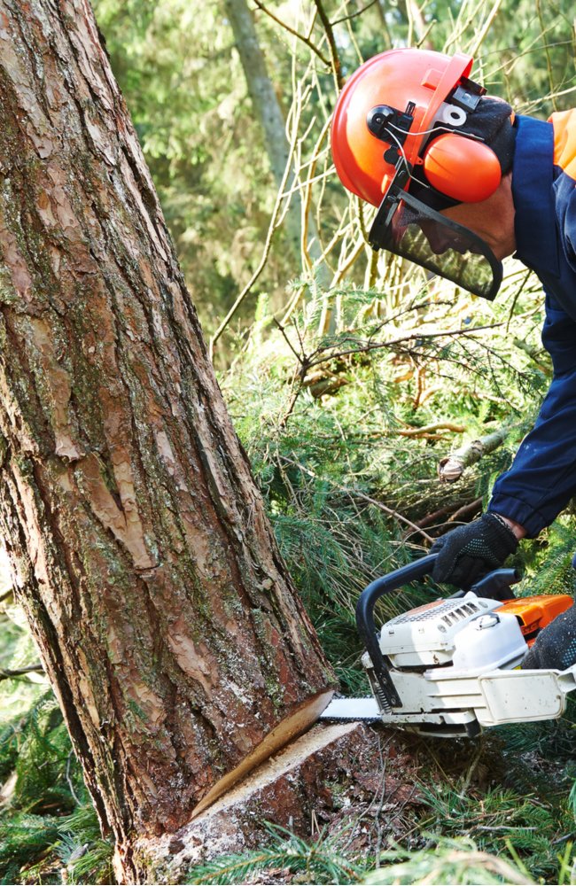 Instructions to safely cut tree so that no one gets hurt