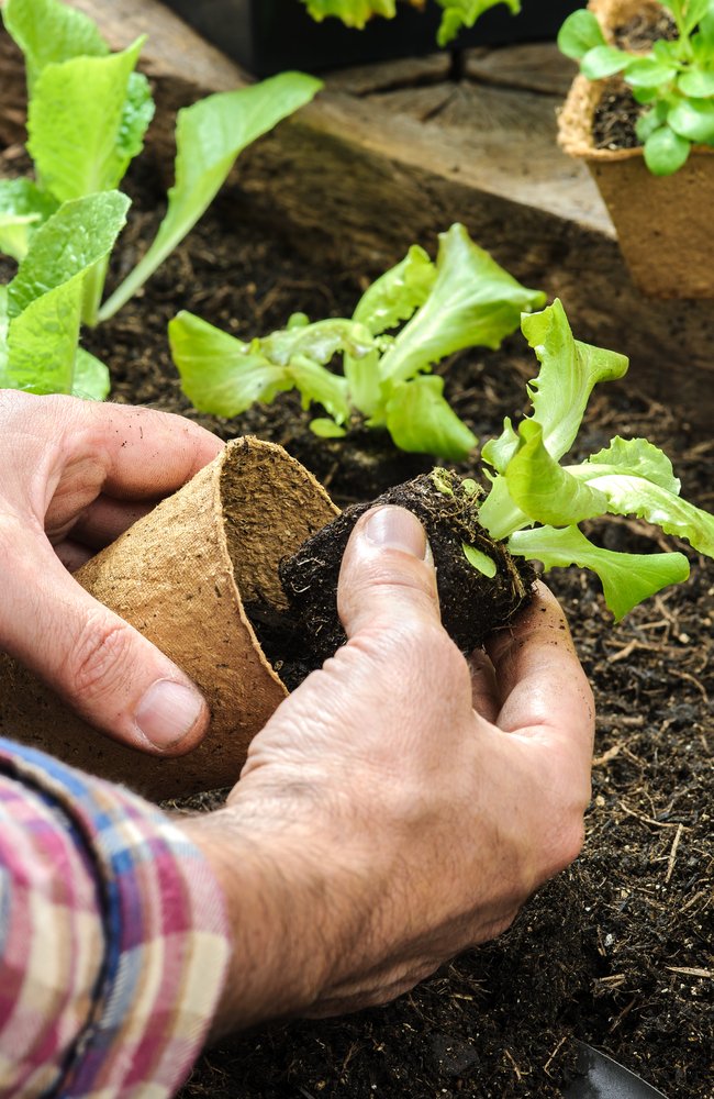 A man taking a small lettuce plant out of a container and getting ready to plant it into the ground.