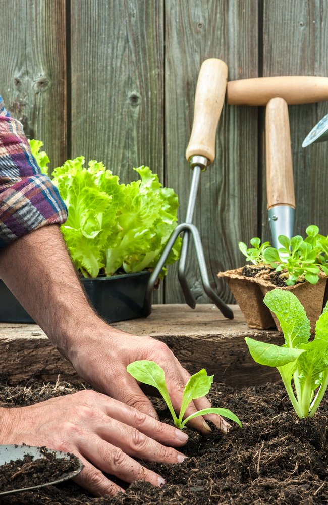 A man planting a young lettuce and surrounding it with soil