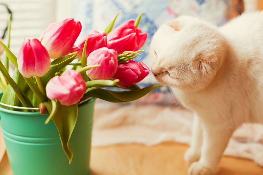 A cat smelling a small bouquet if pink tulips that are sitting in a teal bucket.