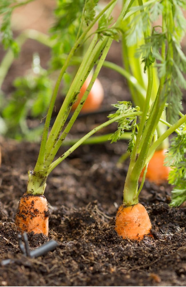 carrot shoulders ready for harvest Carrots with their shoulders showing symbolizing that they are ready for harvest