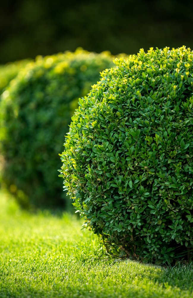Boxwood fertilizer round boxwood that looks healthy with proper water and sun