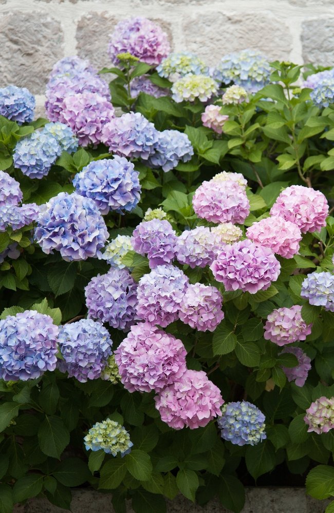 Hydrangeas nutrients Hydrangeas that are purple and blue in front of a cement wall