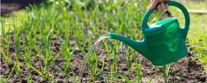 A person holding a watering can over a garden