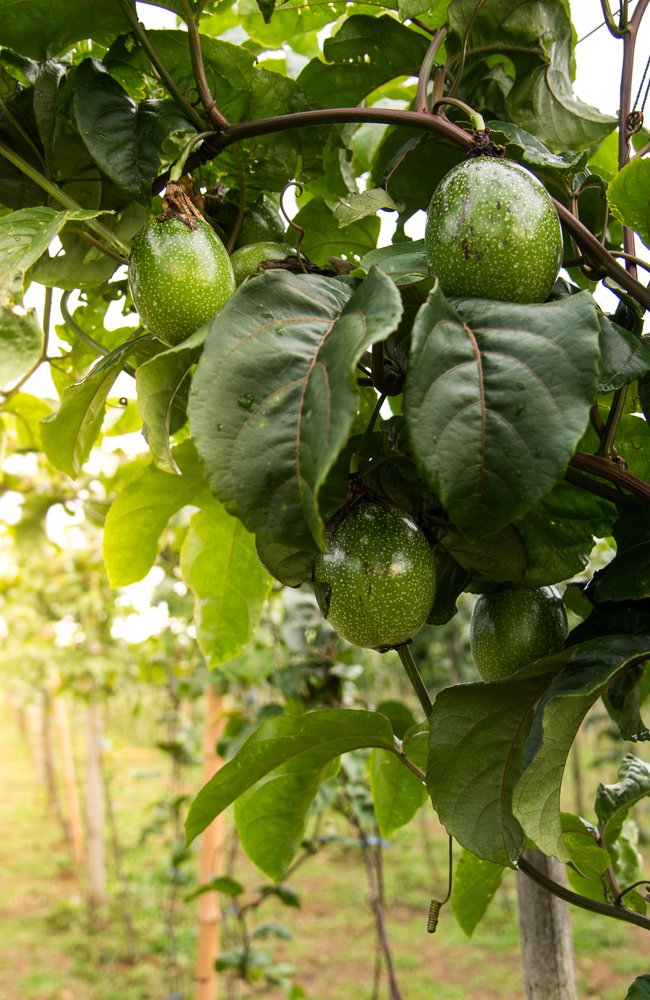 Healthy avocado Trees