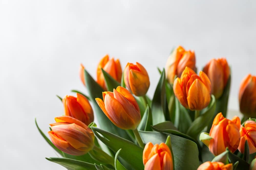 Orange flowers which represent fire, passion, and physical love.
