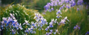 Siberian Iris Care Guide