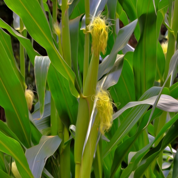 Silk will appear on the ears to catch any pollen that falls.