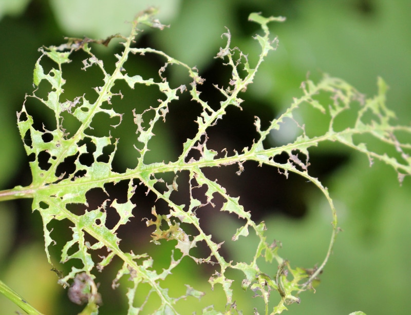 A skeletonized leaf looks very similar to some damage caused by other pests