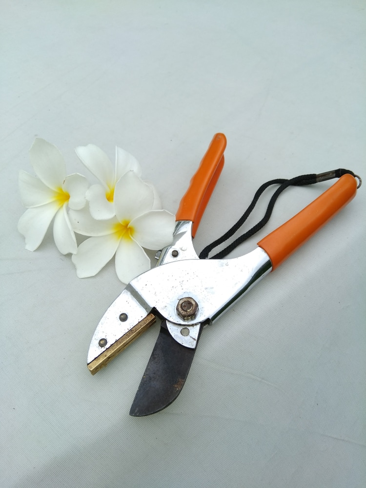 Small hand pruners can be used to trimmer lower hanging branches