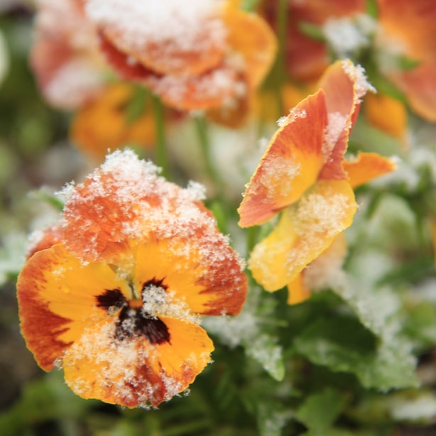 Pansies are very hardy and are capable in surviving in certain cold climates