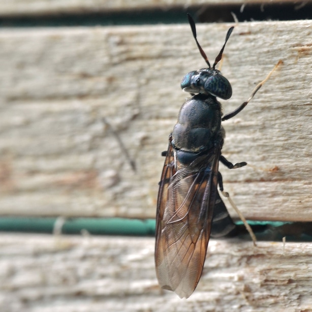 A beneficial soldier fly sits on a compost bin