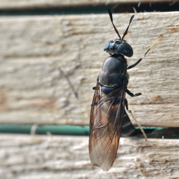 Una mosca soldato benefica si siede su un bidone del compost