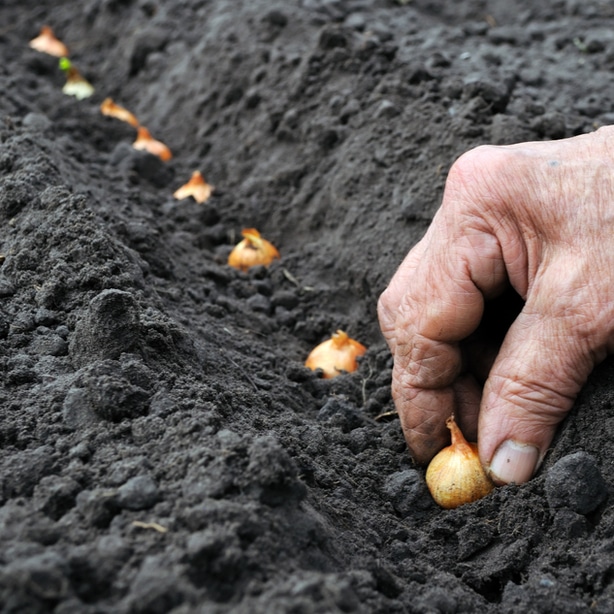 Spacing onion bulbs appropriately to allow for maximal growth.